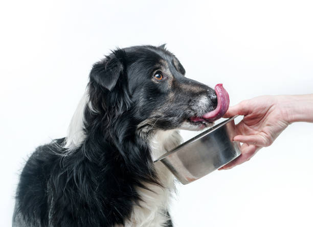 collie de frontière affamé - dog eating pets licking photos et images de collection