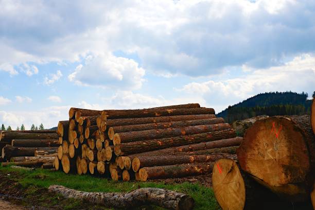 istock The heap of logs. Logging station, texture background 681789452