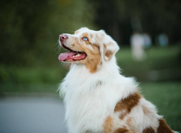 istock Portrait of a beautiful dog 681789550