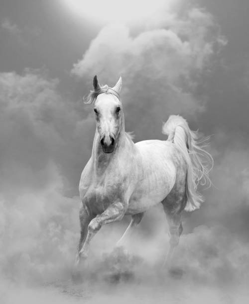 Arabian stallion white arabian stallion running in dust in monocrhome tones white horse running stock pictures, royalty-free photos & images