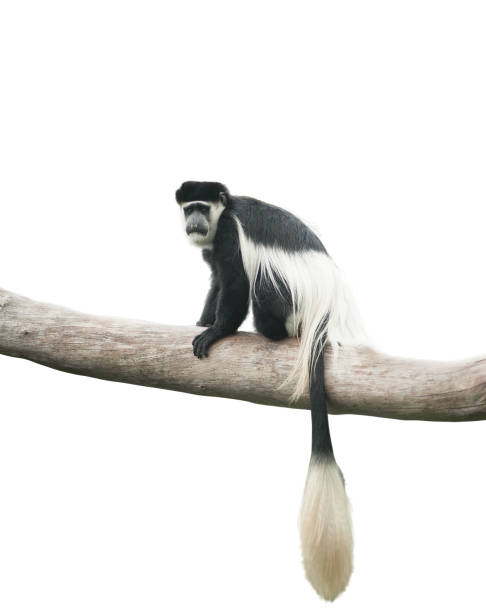 colobus isolé - leaf monkey photos et images de collection