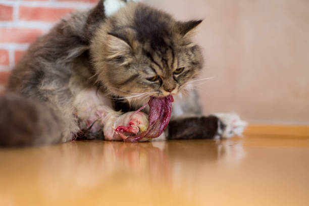 Cat giving birth to a kitten, and eating up its placenta.