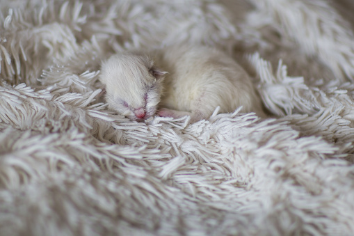 Newborn little persian kitten sleeps on a white fluffy carpet.