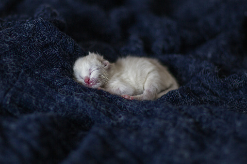 Newborn white persian kitten sleeping on the dark blue blanket