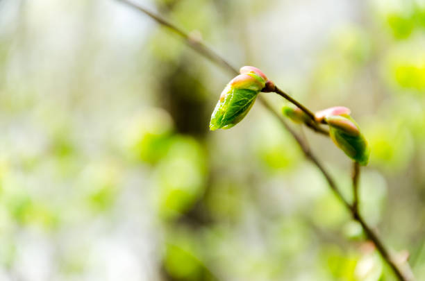 istock Buds of leaves in early spring 681796410