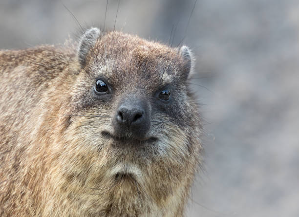 istock Rock hyrax (Procavia capensis), also called rock badger and Cape hyrax 681796568