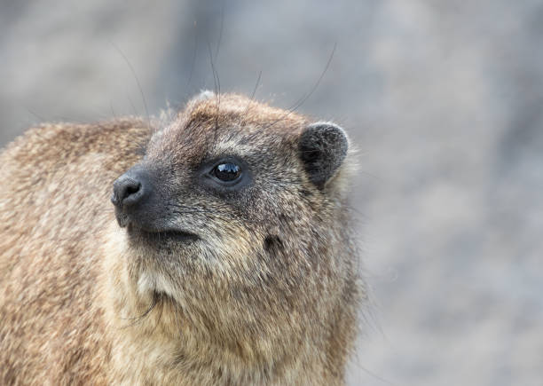 istock Rock hyrax (Procavia capensis), also called rock badger and Cape hyrax 681796570