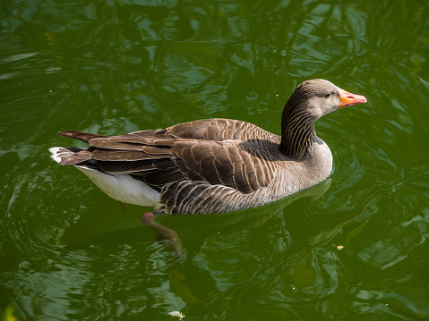 Common goose
