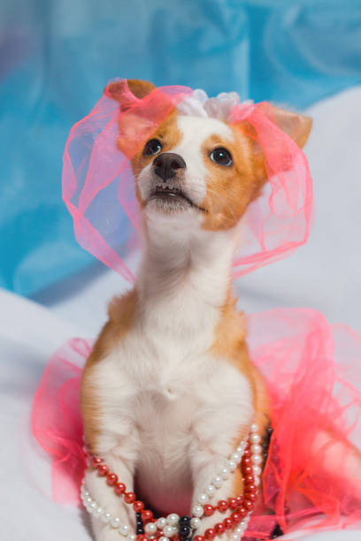 istock photos cute red dogs in wedding image 681799486