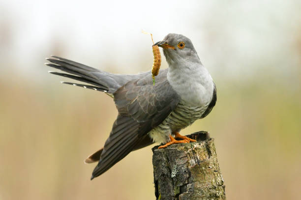 Cuckoo Common cuckoo (Cuculus canorus) common cuckoo stock pictures, royalty-free photos & images