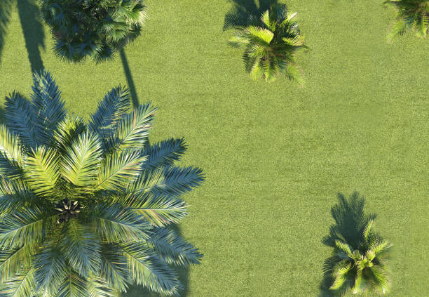 Background of tropical plants on top view. 3d rendering