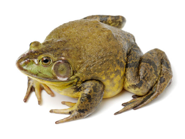 istock Bullfrog, Rana catesbeiana  isolated on white. With clipping path 681803624