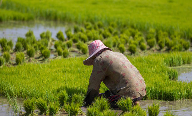 istock Farmer working at rice field, Myanmar 681803758