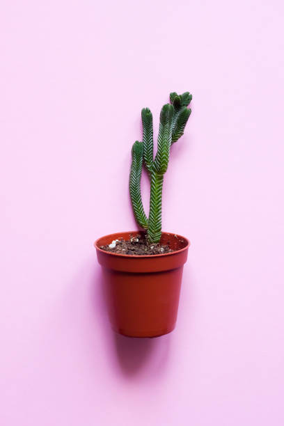 istock Succulent plant in pot on pink background - pop art design, minimalism, flat lay 681806636