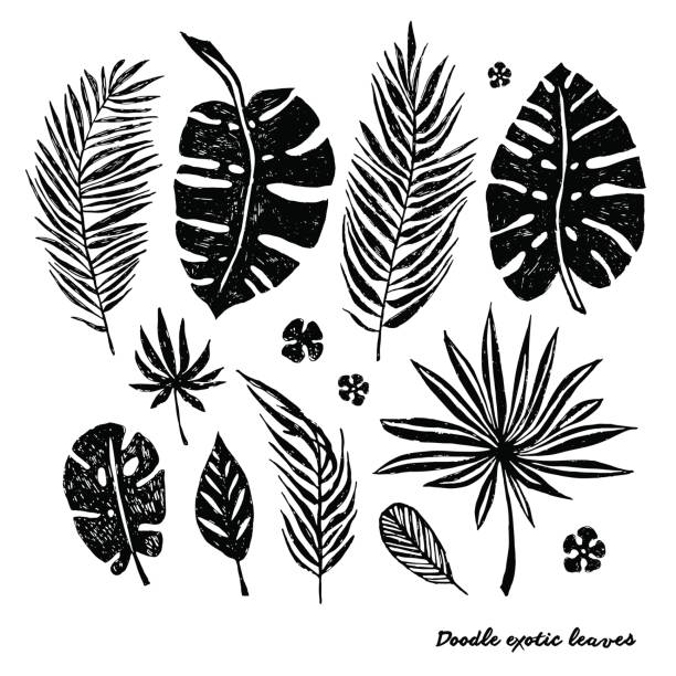 Set of black doodle exotic leaves on a white background. Set of black doodle exotic leaves on a white background. Vector botanical illustration, elements for design. zebra plant stock illustrations