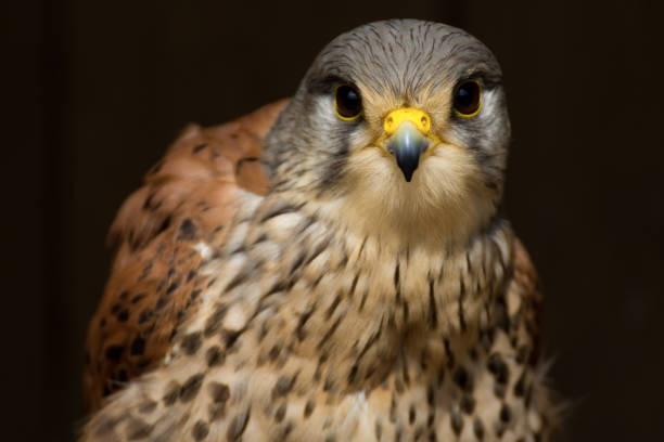 Face peregrin - prey bird. Carnivore with wings and he can fly.