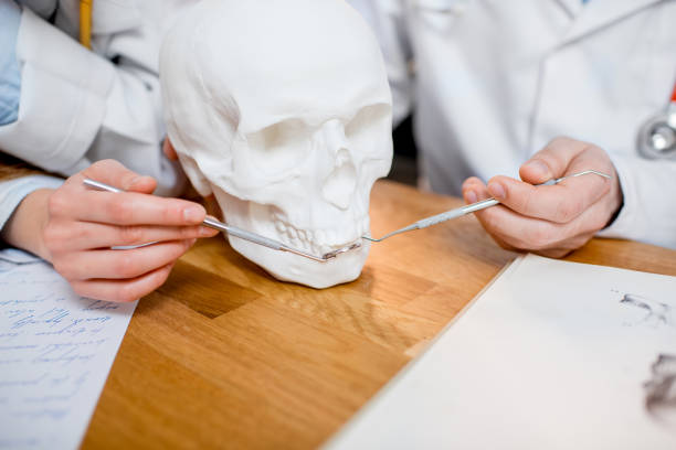 istock Studying the structure of the skull 681817034