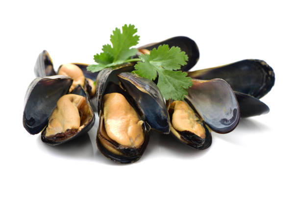 Seafood: Mussels Isolated on White Background Seafood: Mussels Isolated on White Background mussel stock pictures, royalty-free photos & images