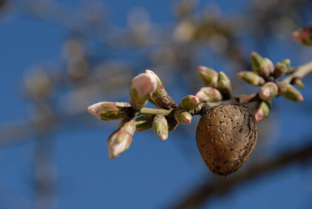 istock Almond blossom in Spain 681824700