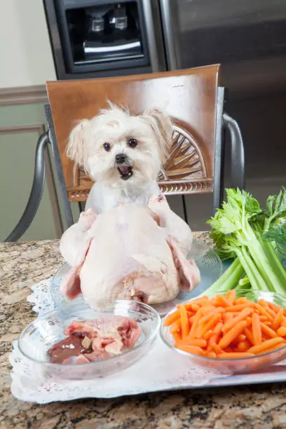 Humorous shot of small dog sitting at a table with ingredients for chicken soup. Shot with a Canon 5D Mark ll.