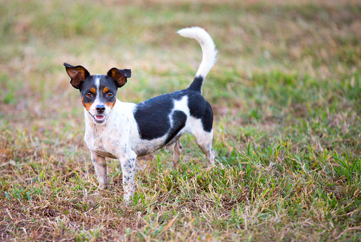 A rat terrier mix small dog is outside standing on grassy ground while looking at the camera with his tail up. Shot with Canon 5D Mark lll.