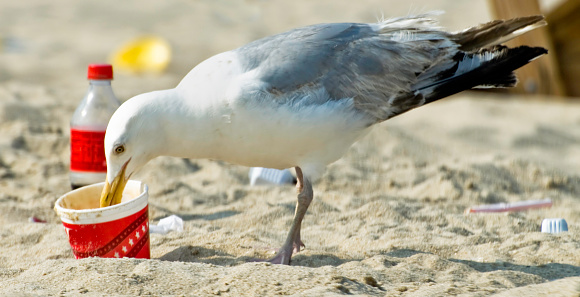 Seagull eating food and the polystyrene container that was left on the beach. This careless waste disposal can kill the bird