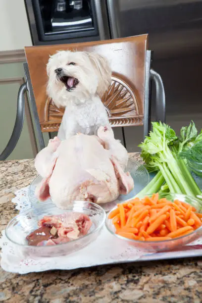 Humorous shot of small dog sitting at a table with ingredients for chicken soup. Shot with a Canon 5D Mark ll.
