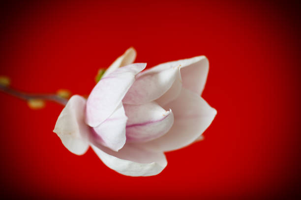 Beautiful pink magnolia flower on red background