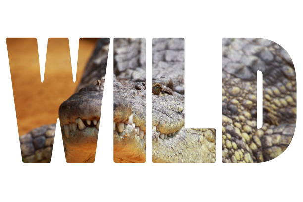 Word WILD over crocodile closeup.