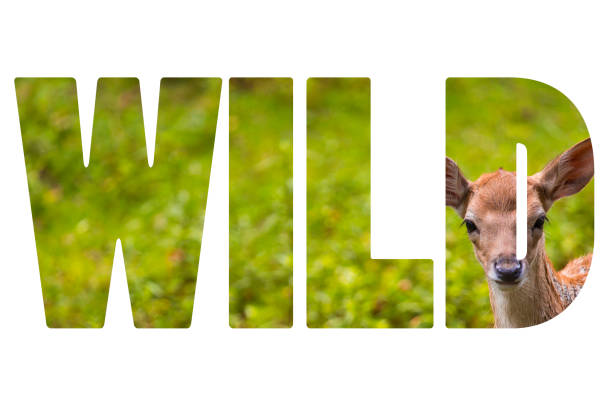 Word WILD Close-up fallow deer in wild nature