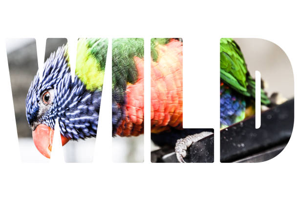 istock Word WILD over A blue and yellow macaw closeup 681828788
