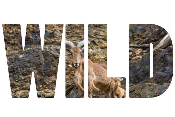 Word WILD over West caucasian tur goat
