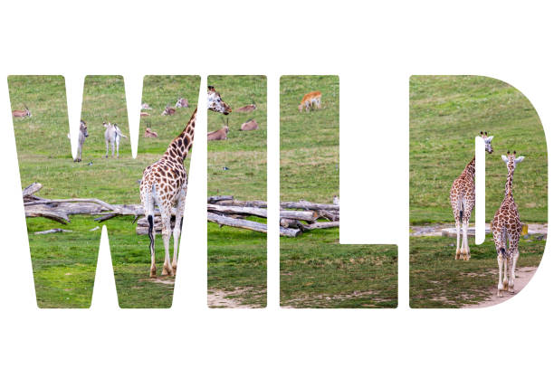istock Word WILD over Girrafes. 681828830
