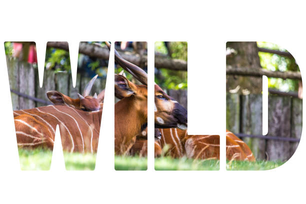 Word WILD over Bongo Taurotragus euryceros isaaci Antilope