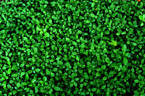 istock vertical garden with tropical green leaf, contrast 681829434