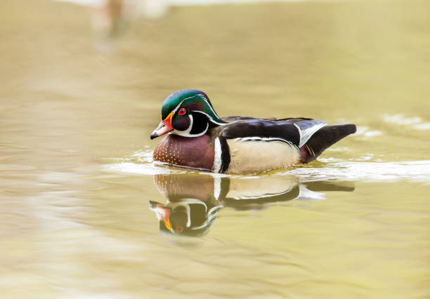 istock Carolina Wood Duck. 681831582