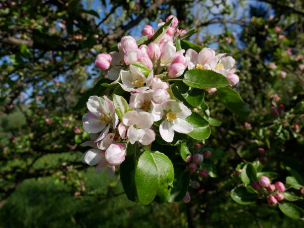 istock View of the apple blossom on a background the spring sky. 681833664
