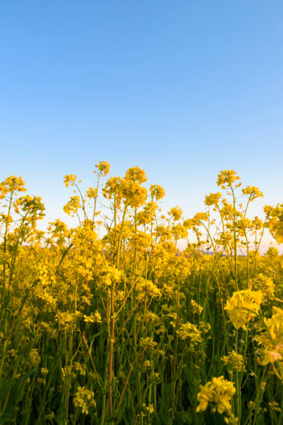 campo agrícola de flores de canola amarela - mustard plant mustard field clear sky sky - fotografias e filmes do acervo