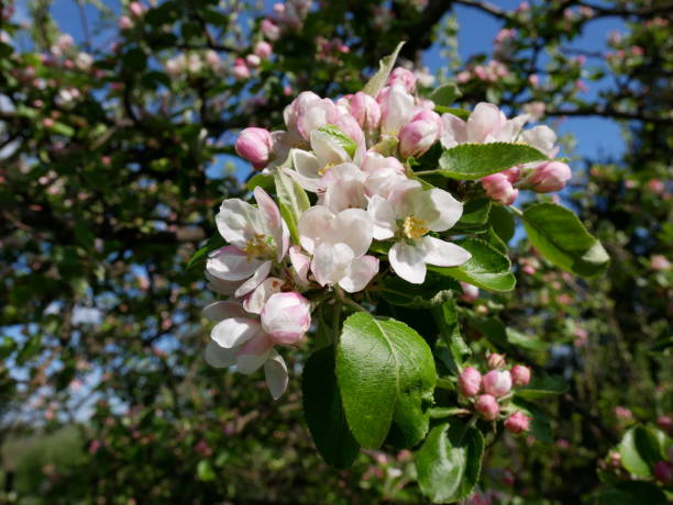 istock View of the apple blossom 681833960