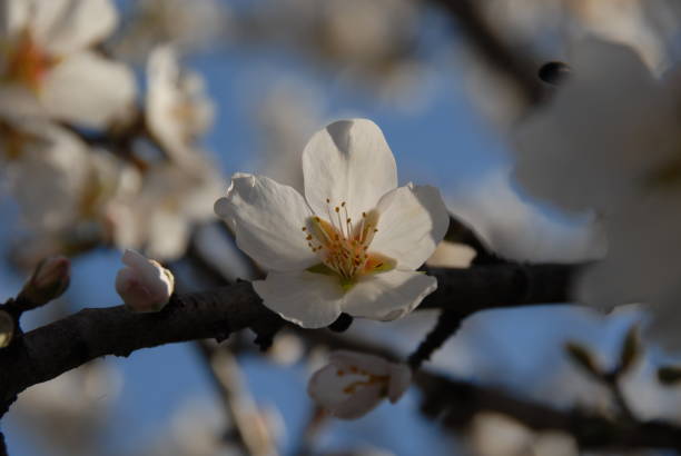 istock Almond blossom in Spain 681834818
