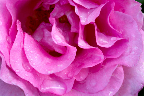 istock Beautiful pink rose closeup 681835202