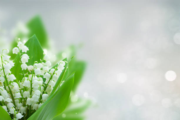 istock lilly of the valley flowers 681835452