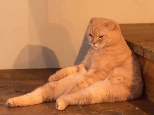 Scottish fold cat in cream color sitting in funny pose, humorously