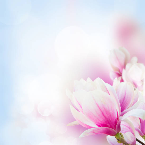 istock Blossoming pink magnolia Flowers 681836192