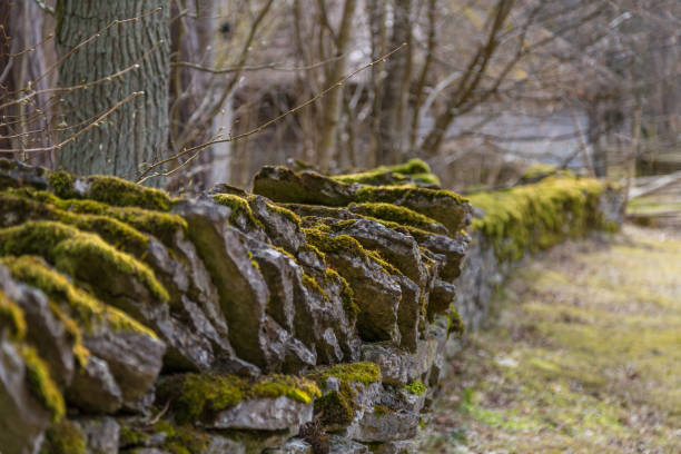 Moss on the stone fense in a village