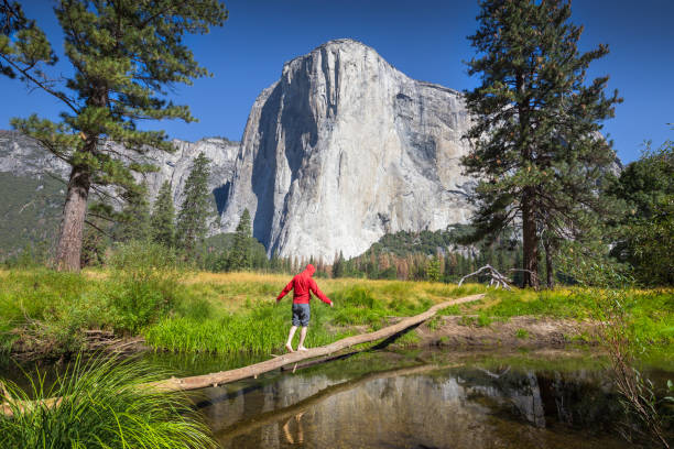 Young hiker balancing on a tree in front of El Capitan, Yosemite National Park, California, USA A hiker is balancing on a fallen tree over a tributary of Merced river in front of famous El Capitan rock climbing summit in scenic Yosemite Valley, Yosemite National Park, Mariposa County, California yosemite falls stock pictures, royalty-free photos & images