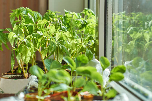 istock Green vegetable seedlings growing on window sill 681845850