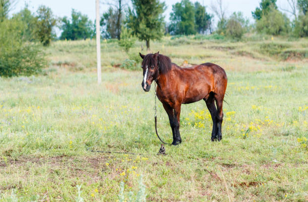 istock Brown horse in the field 681846568