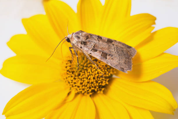 Grey butterfly collecting pollen on a yellow flower.