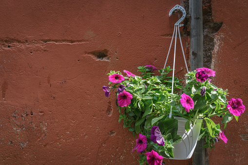 Pink Petunia cultivars flower pot hanging on vingate red brown wall in bright daylight.